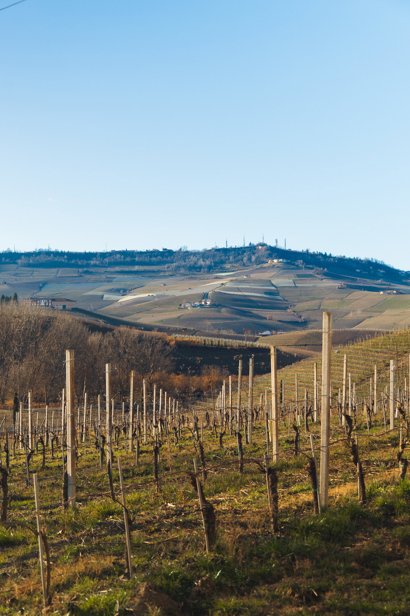Piedmont Vineyard
